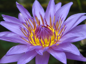 Water - Lily